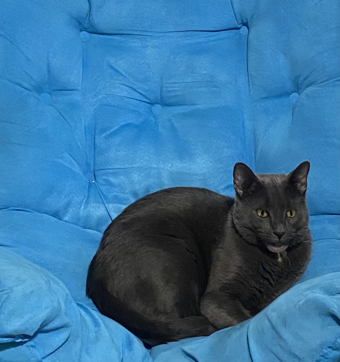 Boba the cat curled up, sitting on a blue chair